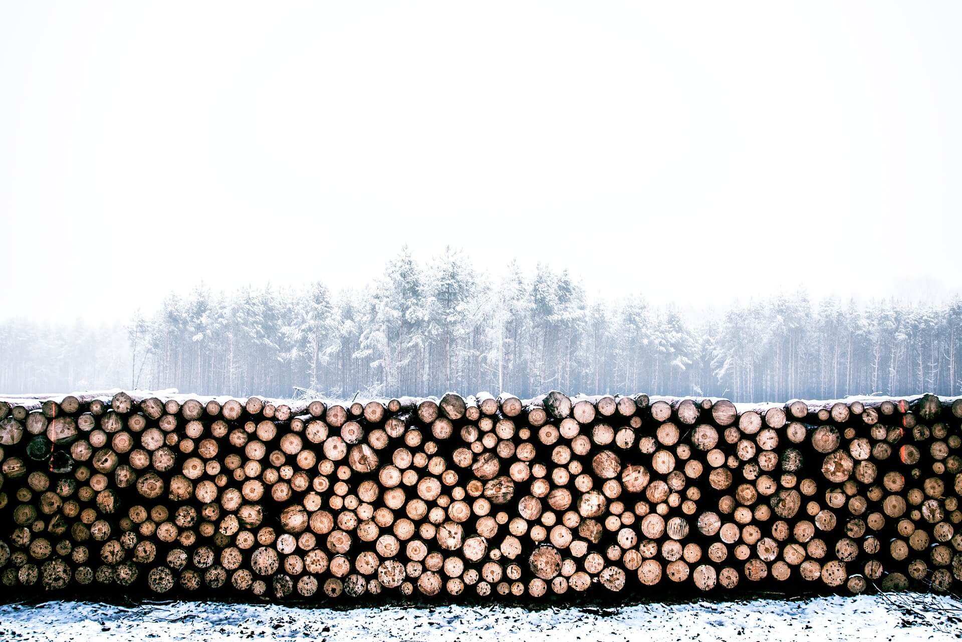 Wiecznie żywy surowiec – drewno